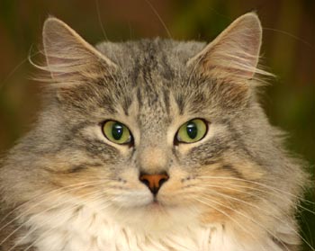 Dottore vom Wildpfeil