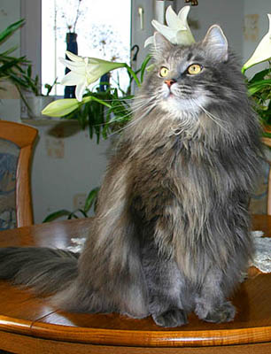 Carl Gustav av Enggrunn