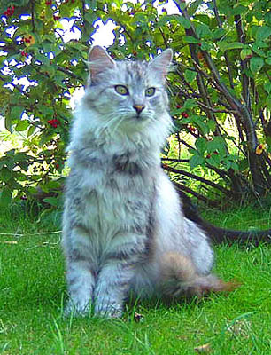 Daisy von der Silberstra&szlig;e