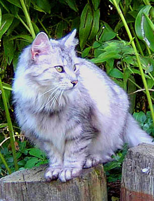 Daisy von der Silberstra&szlig;e