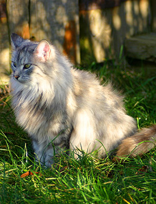 Daisy von der Silberstra&szlig;e