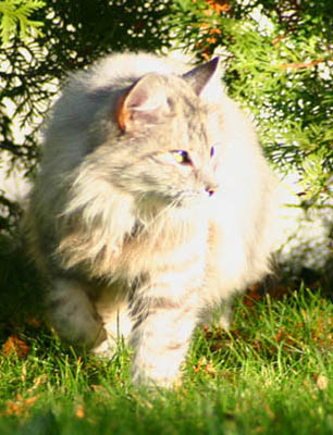 Daisy von der Silberstra&szlig;e