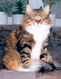Tamir