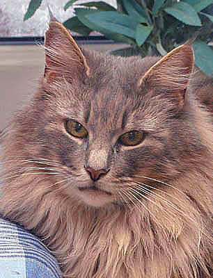 Vanessa von der Salzwiese