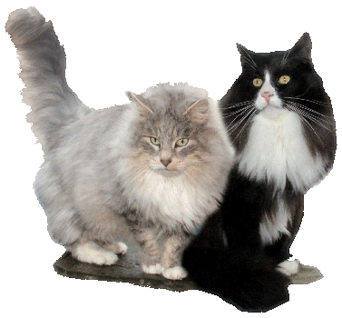 Norwegische Waldkatzen vom Wildpfeil aus Hainichen