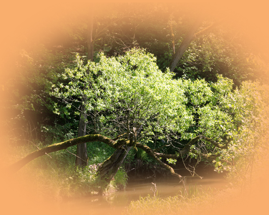 Norwegische Waldkatzen vom Wildpfeil aus Hainichen